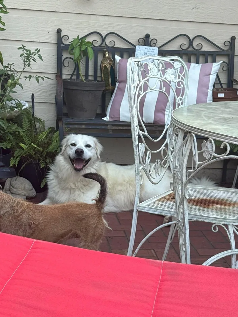 Dixie thumbnail 2