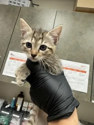A baby small-sized female Domestic Short Hair cat named Neptune for adoption in Farmers Branch, TX