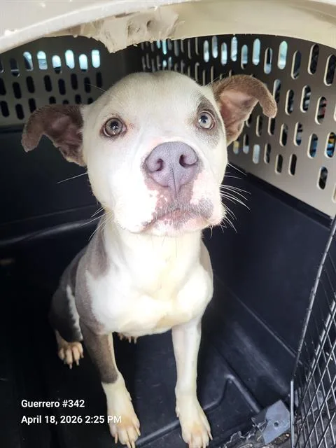 A young medium-sized male American Staffordshire Terrier dog named Ghost for adoption in San Antonio, TX