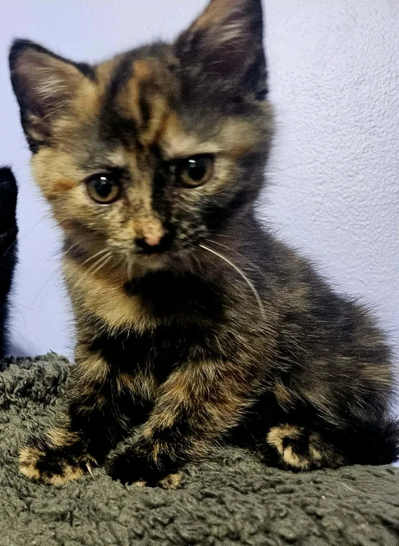 A baby small-sized female Tortoiseshell Domestic Short Hair cat named Uhura for adoption in Milwaukee, WI