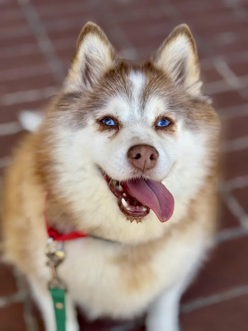 A senior medium-sized female Klee Kai dog named Fluffy for adoption in San Francisco, CA