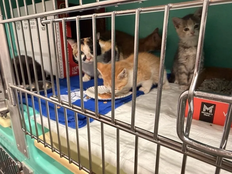 Cat Cafe Yolk
