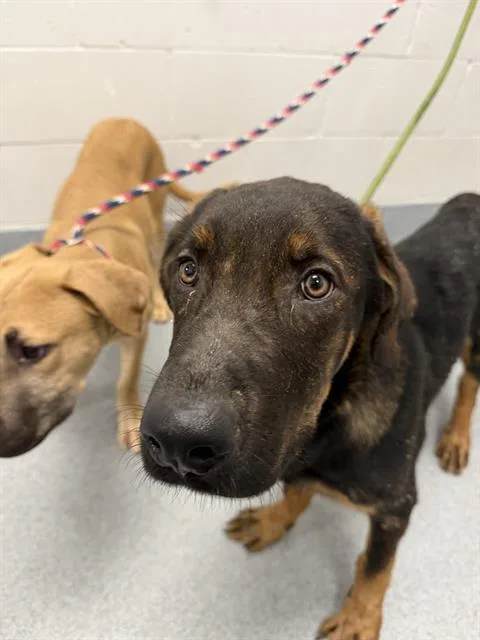 A baby medium-sized male German Shepherd Dog dog named Mustang for adoption in Indianapolis, IN