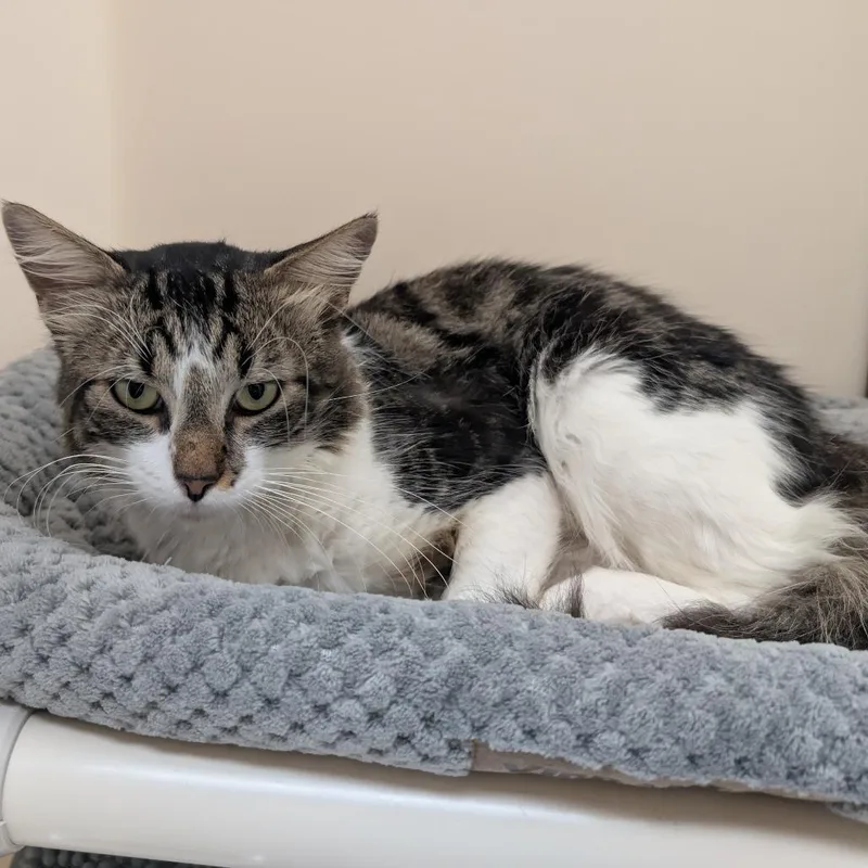 An adult large-sized male Brown / Chocolate Domestic Short Hair cat named Eddie for adoption in Naples, FL