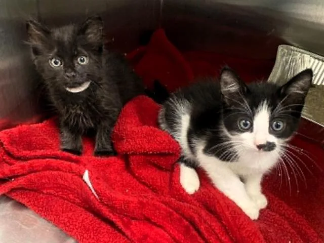A baby small-sized male Domestic Short Hair cat named Pep for adoption in Tustin, CA