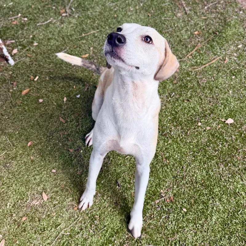 Bo