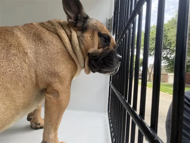An adult medium-sized male French Bulldog dog named A for adoption in Houston, TX
