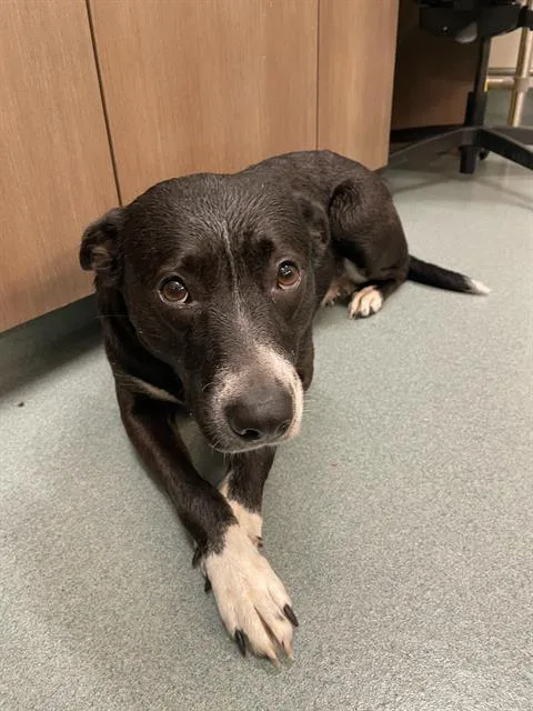An adult large-sized female Australian Shepherd dog named Minnie for adoption in Baytown, TX
