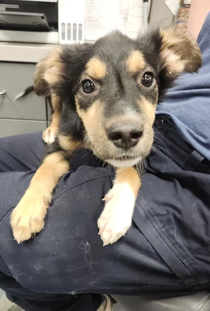 A baby small-sized male Mixed Breed dog named Jay for adoption in Sapulpa, OK