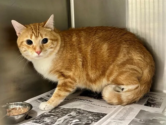 A young medium-sized male Domestic Medium Hair cat named Boots for adoption in Garland, TX