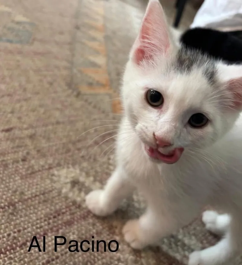 A baby small-sized male Buff & White Domestic Short Hair cat named Al Pacino for adoption in Topsham, ME