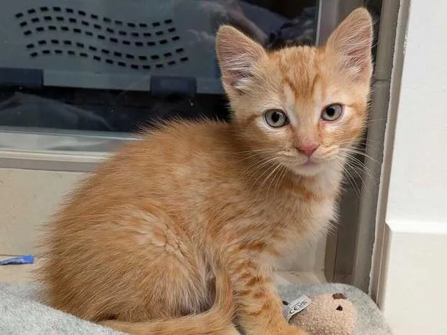 A baby small-sized male Domestic Short Hair cat named Simba for adoption in Denver, CO