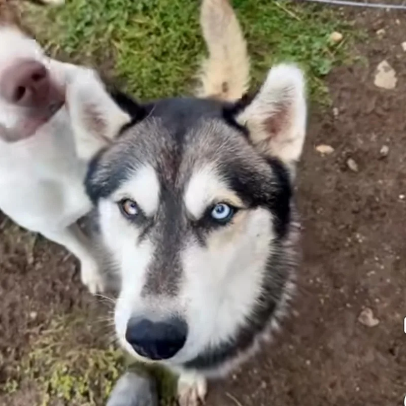 An adult medium-sized male Husky dog named Zankey for adoption in Wilsall, MT
