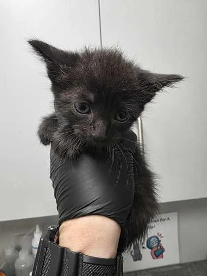 A baby small-sized male Domestic Short Hair cat named Chicago for adoption in Sevierville, TN