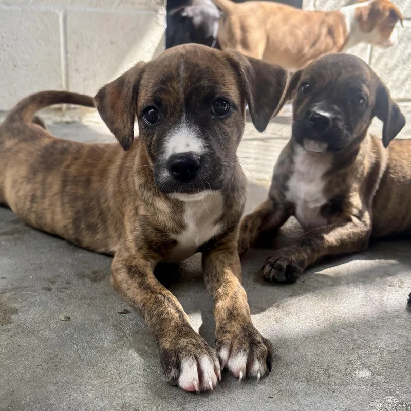 A baby small-sized female Brindle Mixed Breed dog named Phoebe for adoption in Waynesburg, PA