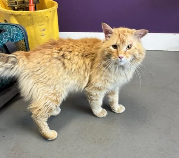 Garfield