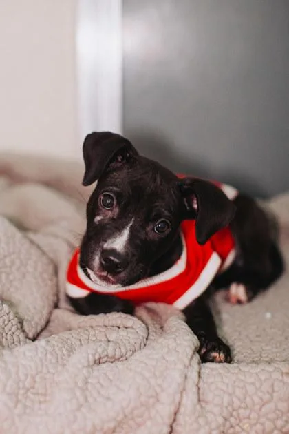 A young small-sized female Staffordshire Bull Terrier dog named A Josie for adoption in North Charleston, SC