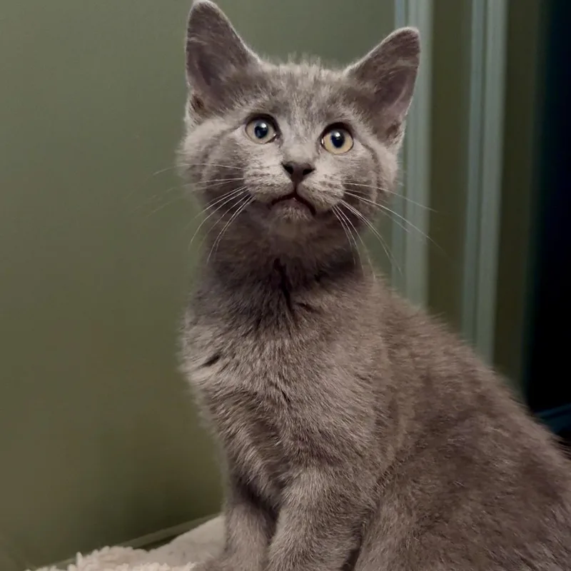 A baby medium-sized female Tabby (Gray / Blue / Silver) Domestic Short Hair cat named Piper for adoption in West Mifflin, PA