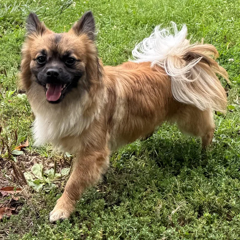 Maverick