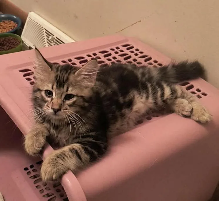 A baby medium-sized male Domestic Long Hair cat named Abe for adoption in hinckley, IL