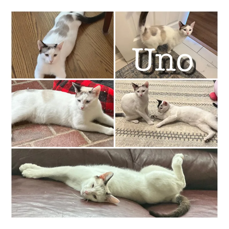 Yahtzee & Uno