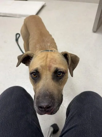 An adult medium-sized female Mixed Breed dog named Angel for adoption in Honolulu, HI