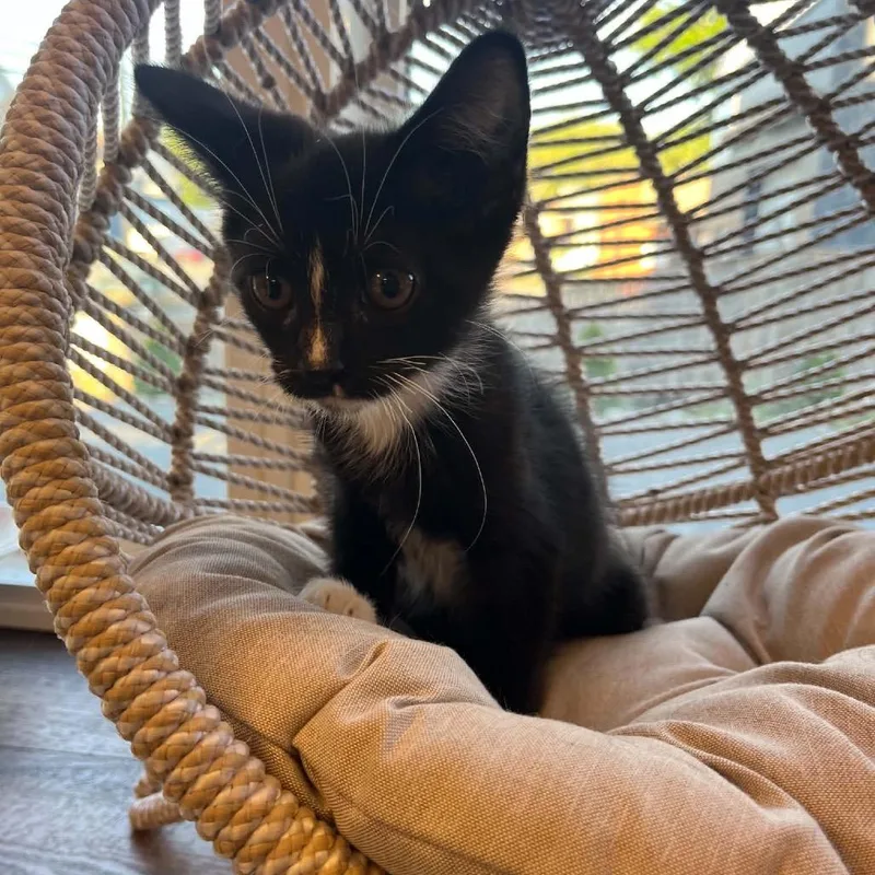 A baby small-sized male Black Domestic Short Hair cat named George for adoption in Pasadena , MD
