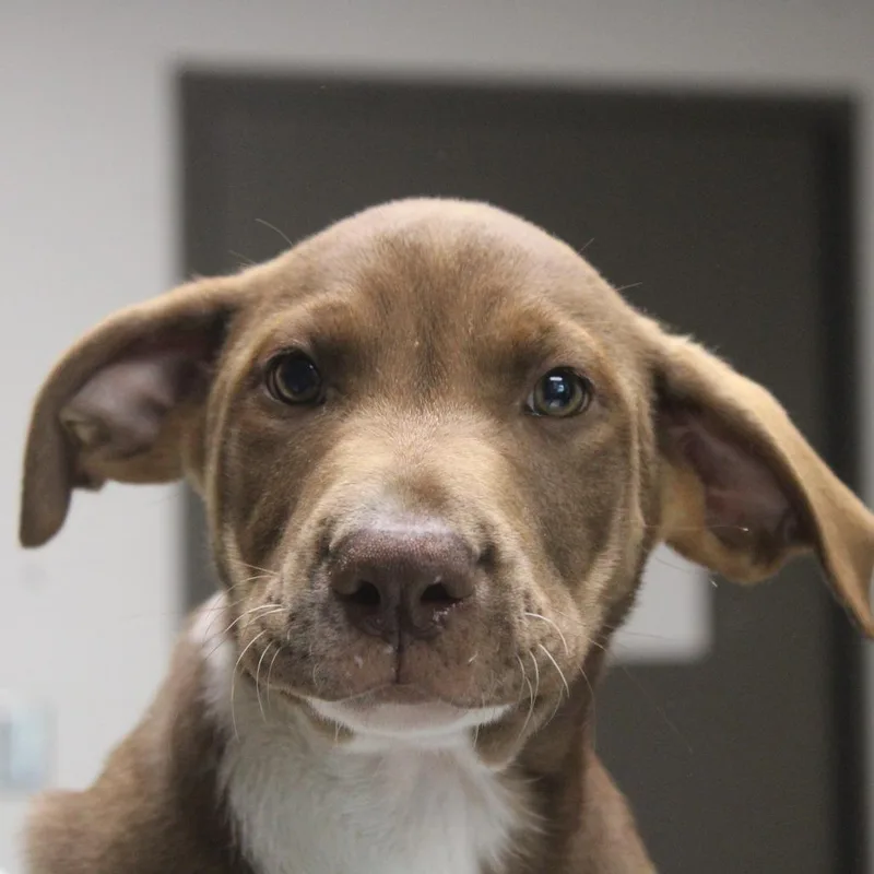 A baby small-sized male Brown / Chocolate Retriever dog named Tickety Tock for adoption in Cleveland, MS