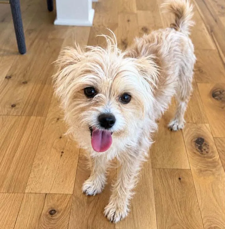 A young small-sized male Yellow / Tan / Blond / Fawn Wirehaired Terrier dog named Conrd for adoption in Kansas City, KS