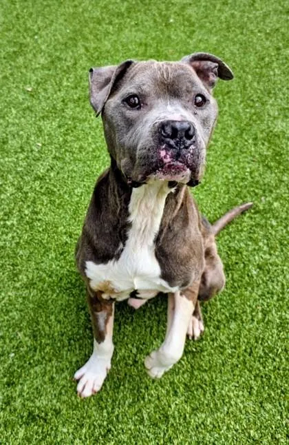 An adult medium-sized male Pit Bull Terrier dog named Colby Jack for adoption in Independence, MO
