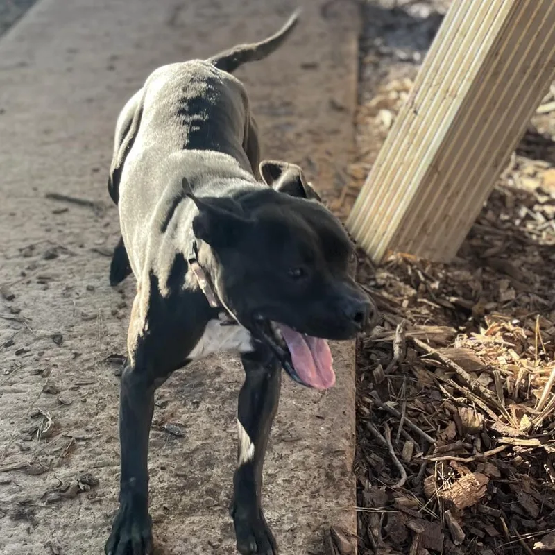 An adult medium-sized female Pit Bull Terrier dog named Tink for adoption in Peachtree City, GA