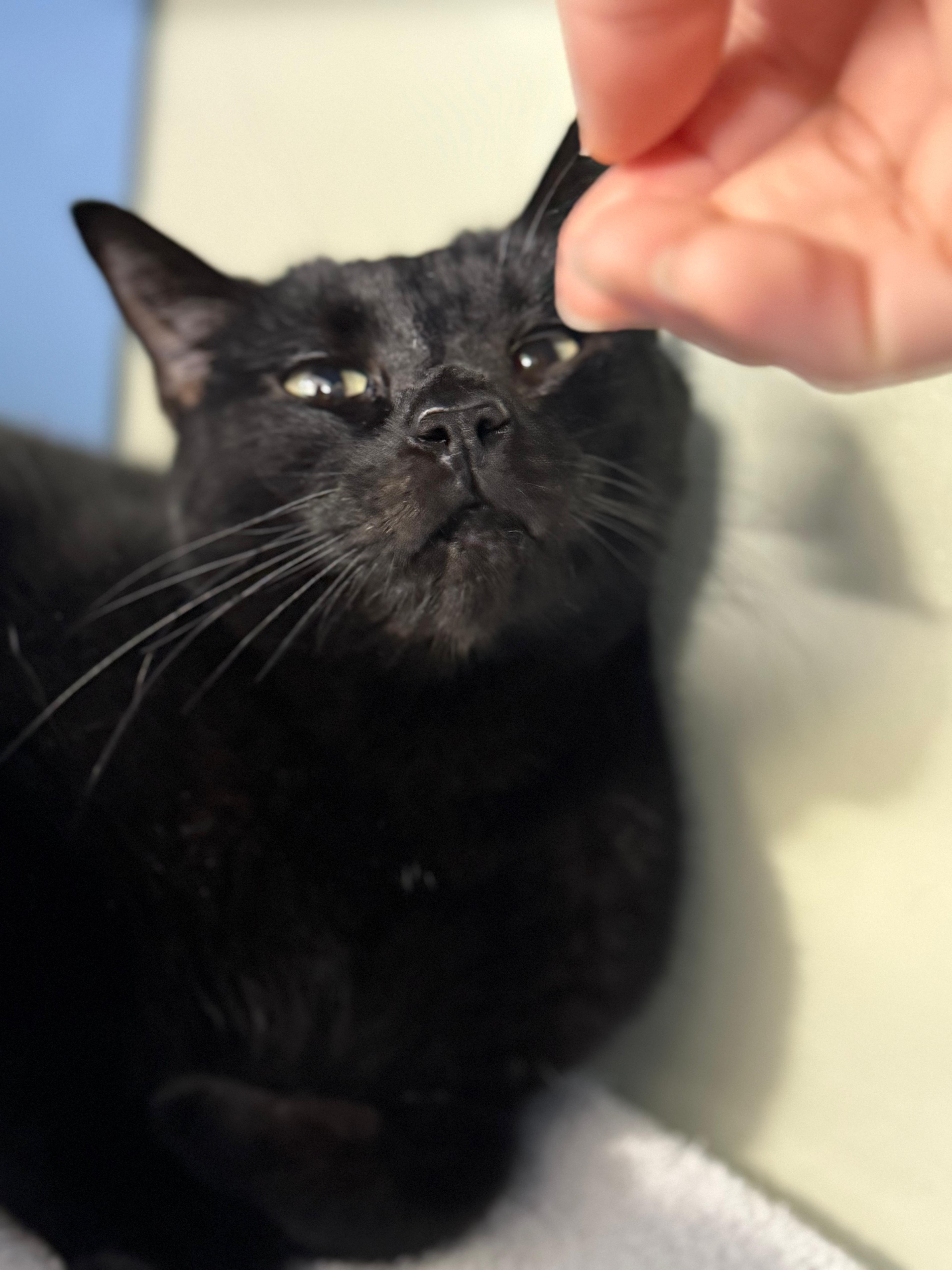 Pepper Jack thumbnail 2