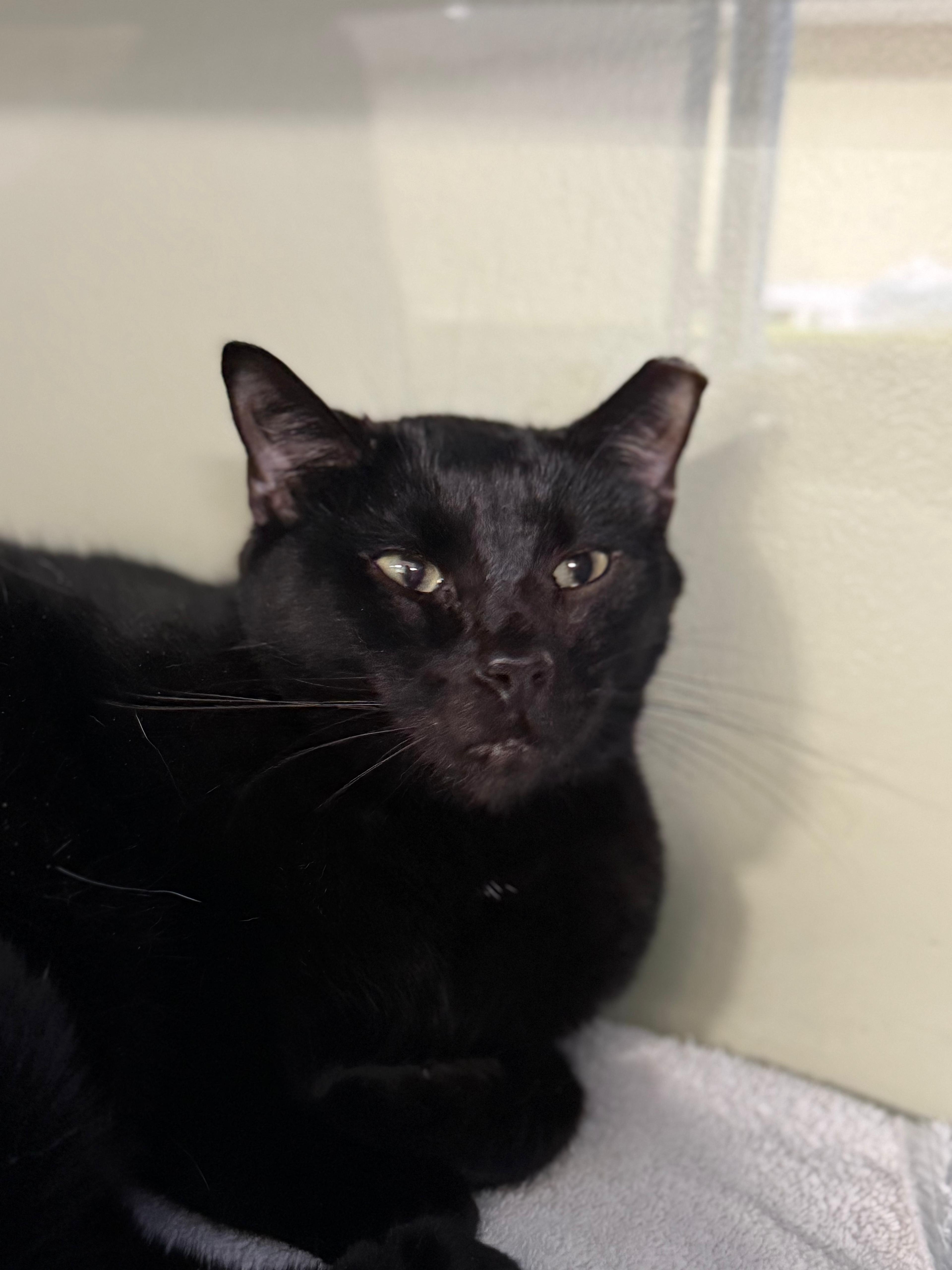An adult medium-sized male Black Domestic Short Hair cat named Pepper Jack for adoption in Lauderhill, FL