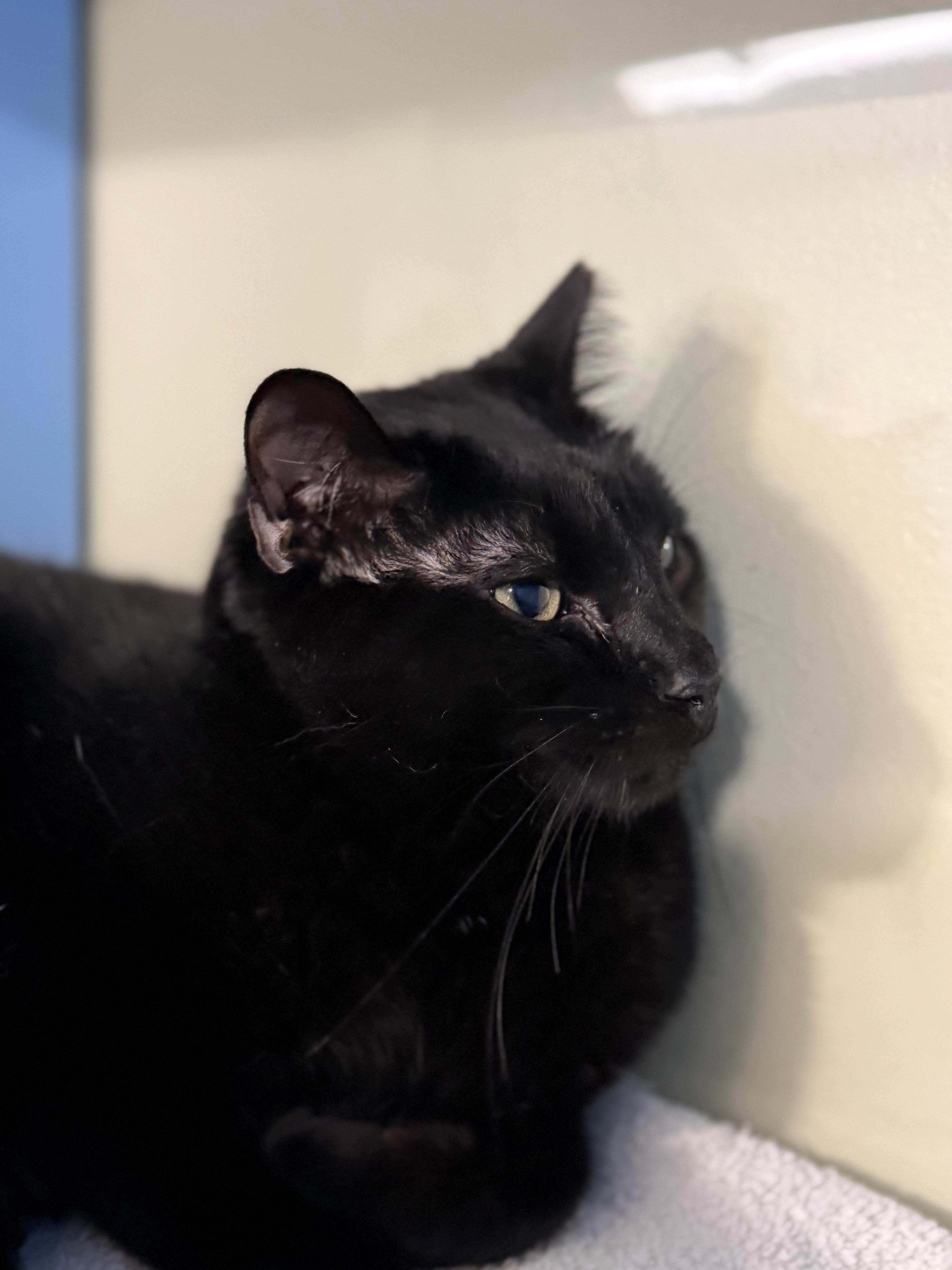 Pepper Jack thumbnail 3