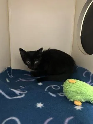 A baby small-sized male Domestic Short Hair cat named Reggie for adoption in Pequot Lakes, MN