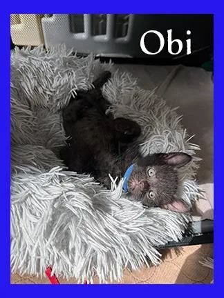 A baby medium-sized male Domestic Short Hair cat named Obi for adoption in Hoover , AL