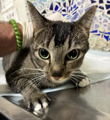 An adult medium-sized female Domestic Short Hair cat named Caterina for adoption in Pensacola, FL