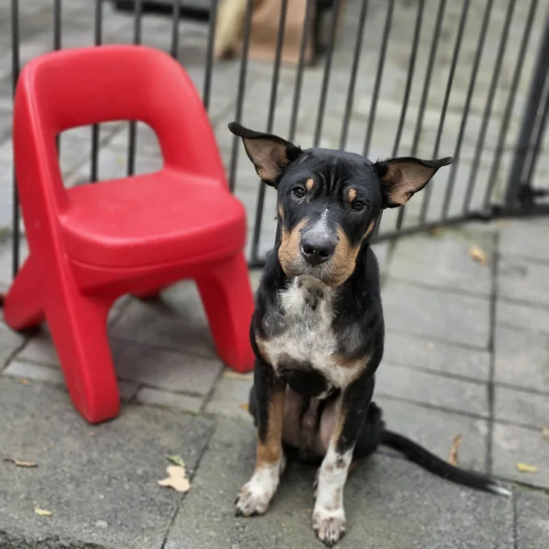 A baby medium-sized male Tricolor (Brown, Black, & White) Mixed Breed dog named Paco for adoption in Blairstown, NJ
