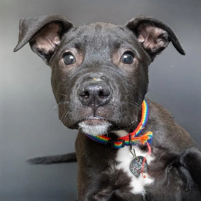 A baby small-sized male Labrador Retriever dog named Ralphie for adoption in St. Louis, MO