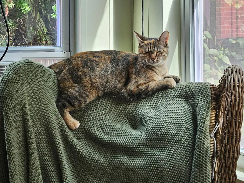 An adult medium-sized female Domestic Short Hair cat named Sadie for adoption in Pittsburgh, PA