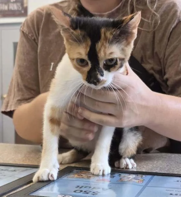 A baby small-sized female Domestic Short Hair cat named Sparrow for adoption in Salisbury, MD