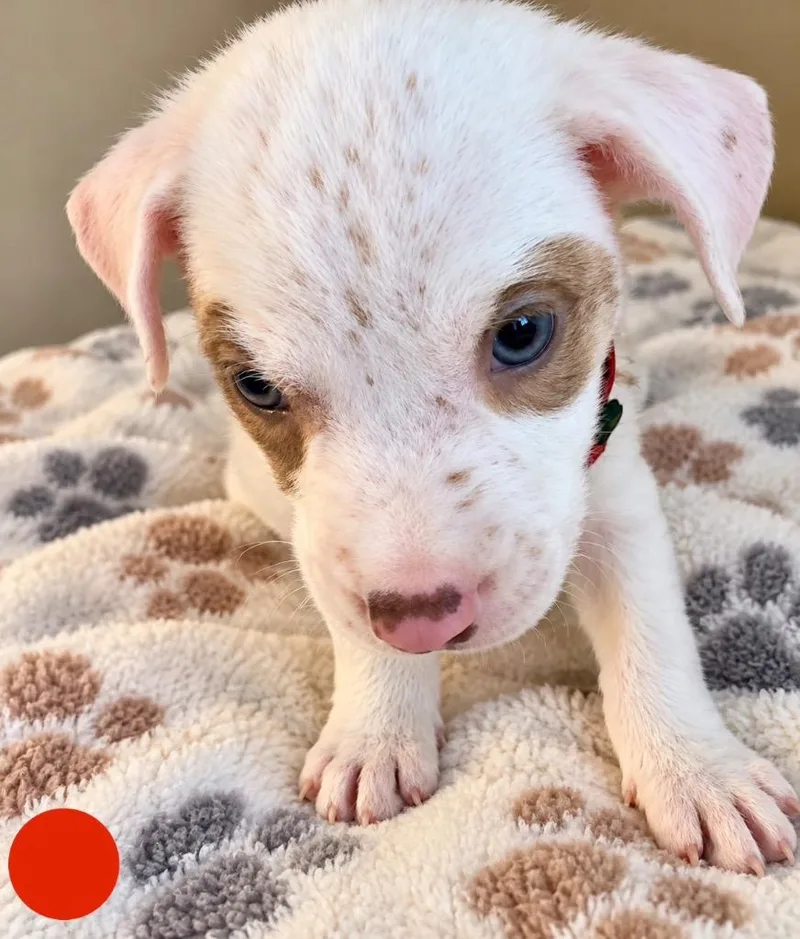 A baby small-sized female Mixed Breed dog named Titan for adoption in St. Augustine, FL