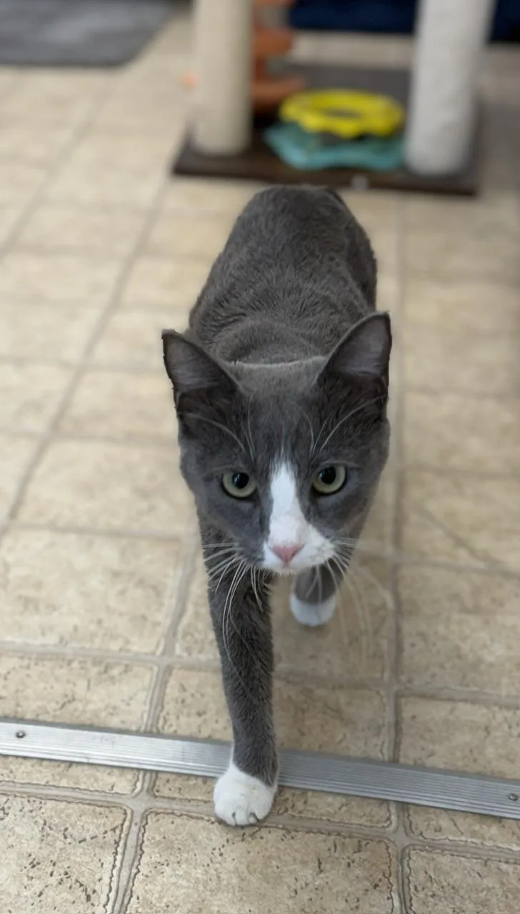 A young medium-sized female Domestic Short Hair cat named Mini for adoption in Gardnerville, NV