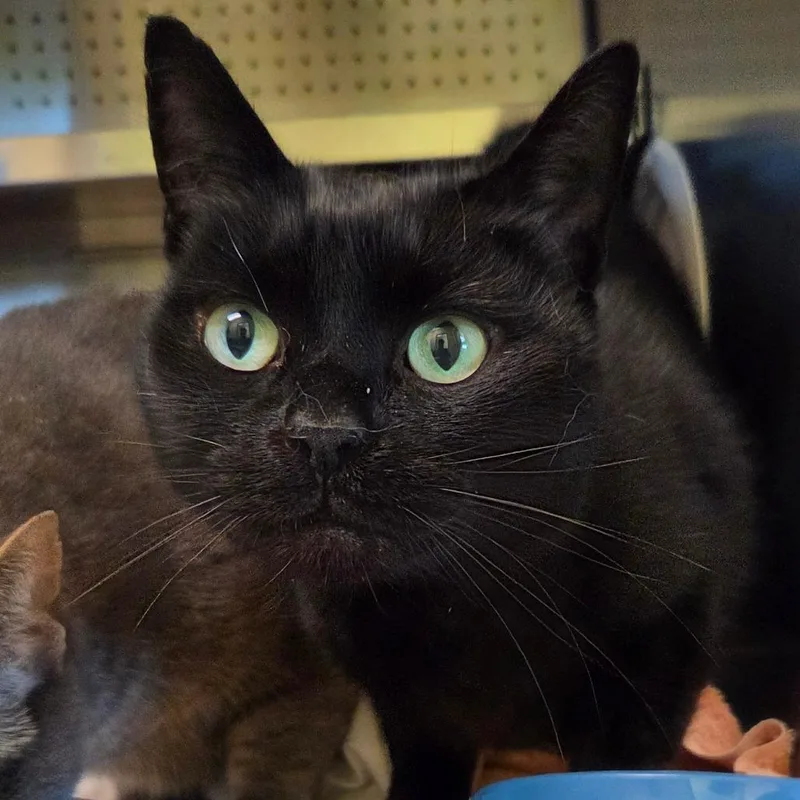 An adult large-sized male Black Domestic Short Hair cat named Peapot for adoption in Asheville, NC