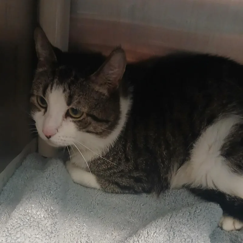 A senior medium-sized male Gray / Blue / Silver Domestic Short Hair cat named Mootie for adoption in Philadelphia, PA