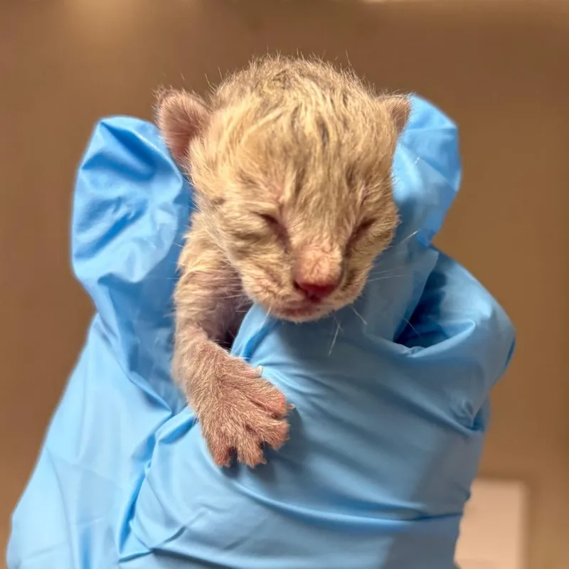 A baby small-sized male Gray / Blue / Silver Domestic Short Hair cat named Kat for adoption in Yuma, AZ