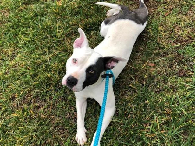 An adult medium-sized female Pit Bull Terrier dog named Bella for adoption in Chapel Hill, NC