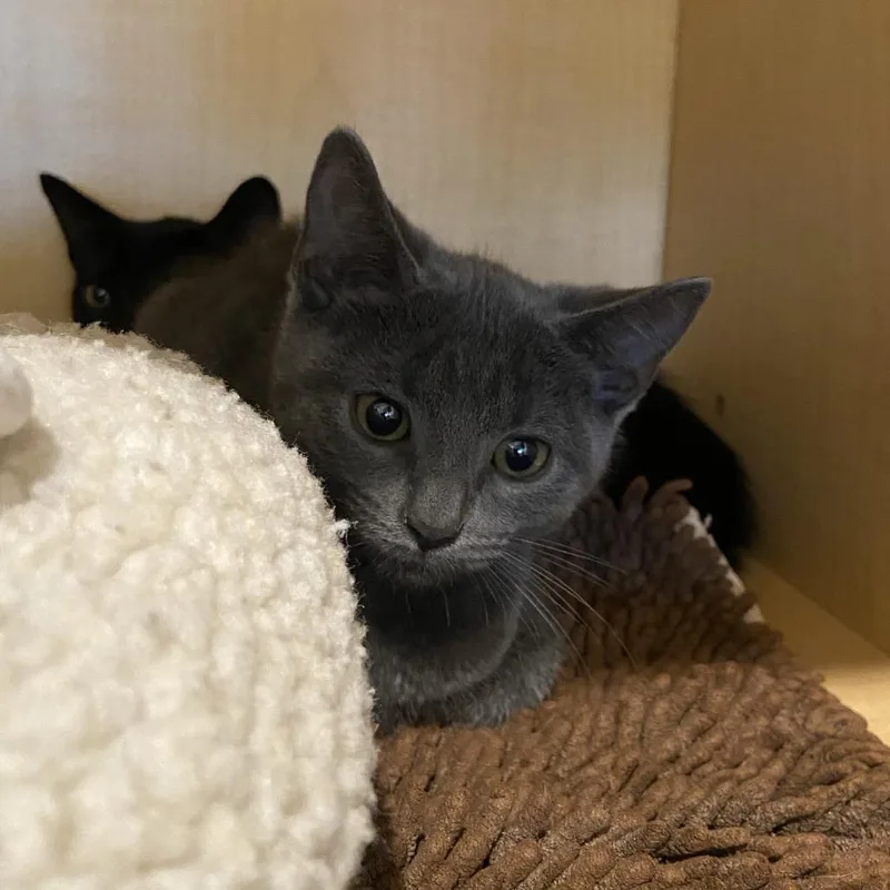 A baby small-sized male Gray / Blue / Silver Domestic Short Hair cat named Ghost for adoption in Washington Township, OH