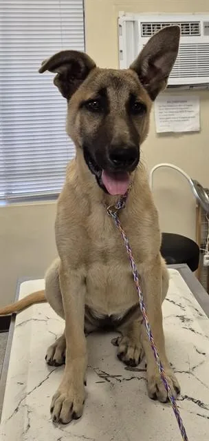 A young small-sized female German Shepherd Dog dog named Aspen for adoption in Lodi, CA