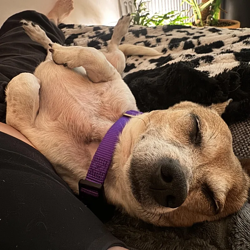 An adult small-sized male White / Cream Chihuahua dog named Lucky for adoption in Brooklyn, NY